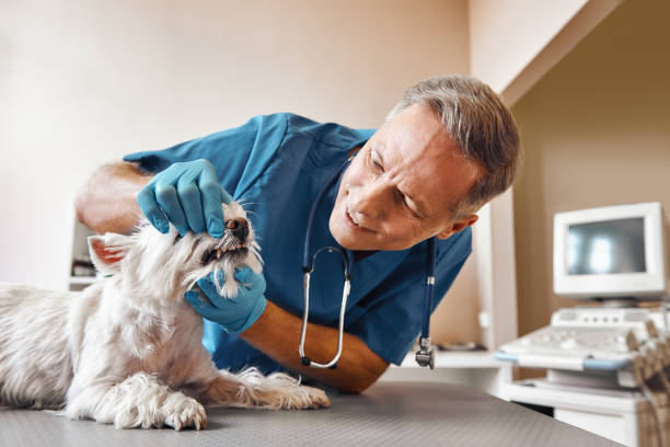 Best 24-Hour Emergency Dentist in Le Claire, IA